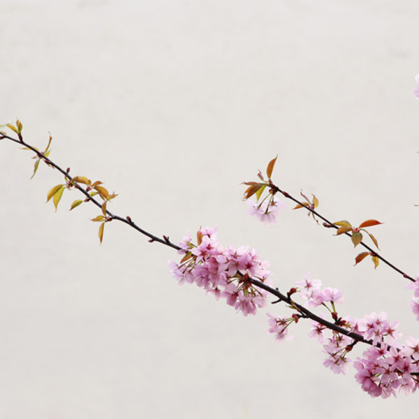 How to Decorate With Flowering Branches 