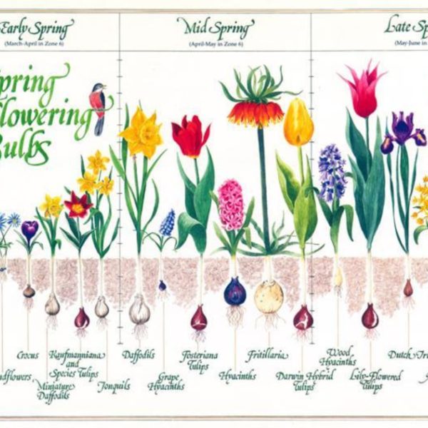 Thinking Ahead to Spring: 5 Bulbs to Plant Now 