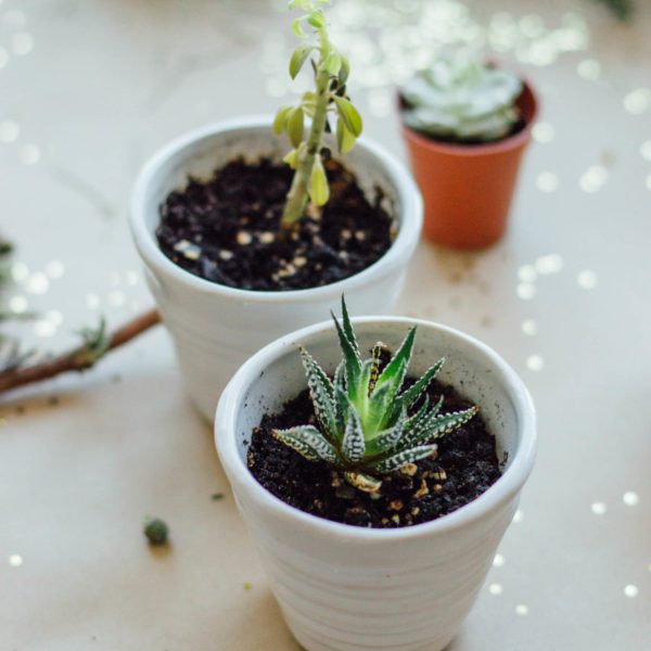 Decorating Your Small Space with Potted Plants